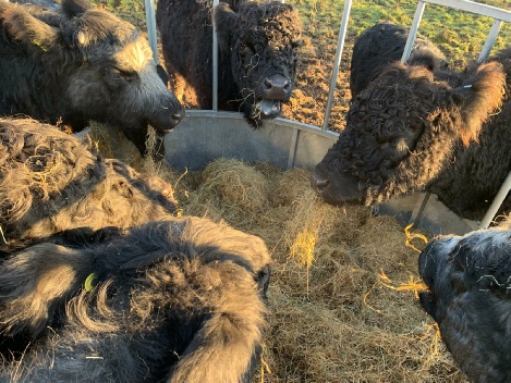 Our Black Galloways