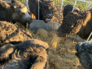 Our Black Galloways