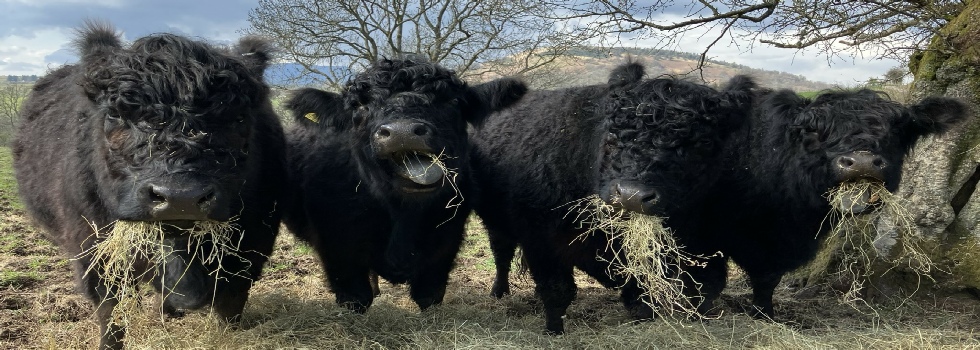 Our 4 original Black Galloways