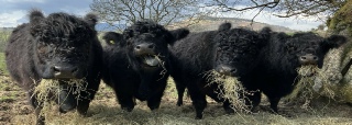 Our 4 original Black Galloways